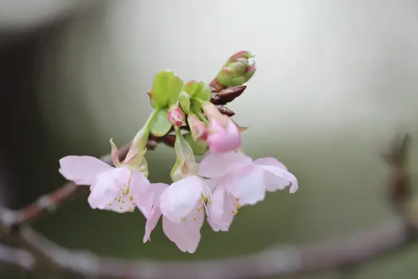 Närbild Cherry Blossom Vid Hong Kong Tko Park — Stockfoto