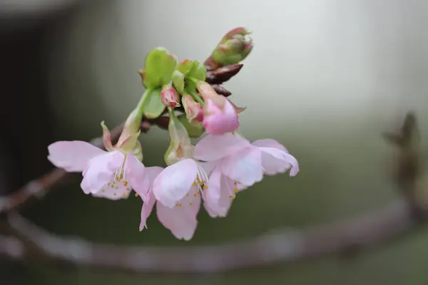 Close Cherry Blossom Hong Kong Tko Park — Stock Photo, Image