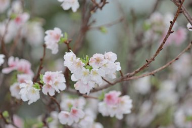 a close up of white Cherry Blossom at hong kong tko park