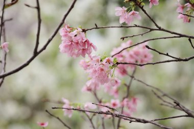 Hong Kong Tko parkında Kiraz Çiçeği 'nin yakın çekimi.