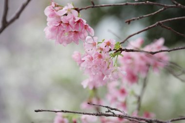 Hong Kong Tko parkında Kiraz Çiçeği 'nin yakın çekimi.