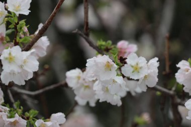 a close up of white Cherry Blossom at hong kong tko park
