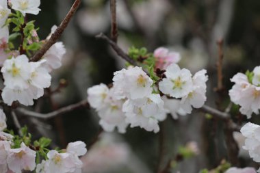 a close up of white Cherry Blossom at hong kong tko park