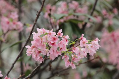 Hong Kong Tko parkında Kiraz Çiçeği 'nin yakın çekimi.