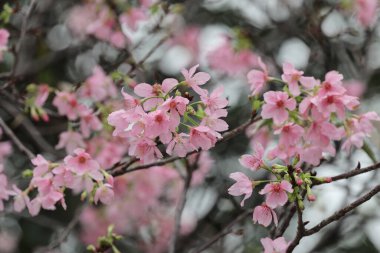 Hong Kong Tko parkında Kiraz Çiçeği 'nin yakın çekimi.