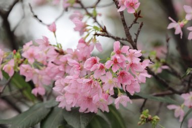 Hong Kong Tko parkında Kiraz Çiçeği 'nin yakın çekimi.