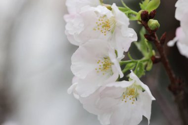 a close up of white Cherry Blossom at hong kong tko park