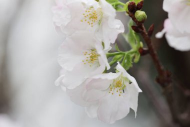 a close up of white Cherry Blossom at hong kong tko park