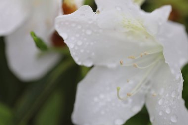 Bahar bahçesinde güzel bir çınar çiçeği.