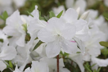 Bahar bahçesinde güzel bir çınar çiçeği.