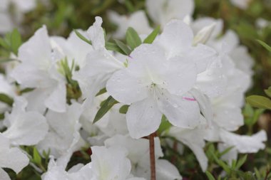 Bahar bahçesinde güzel bir çınar çiçeği.