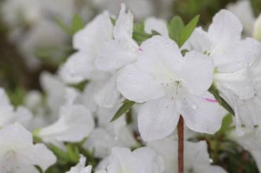 Bahar bahçesinde güzel bir çınar çiçeği.