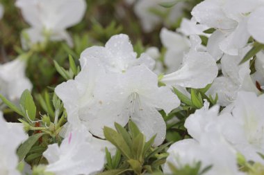 Bahar bahçesinde güzel bir çınar çiçeği.