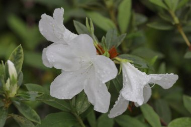 Bahar bahçesinde güzel bir çınar çiçeği.