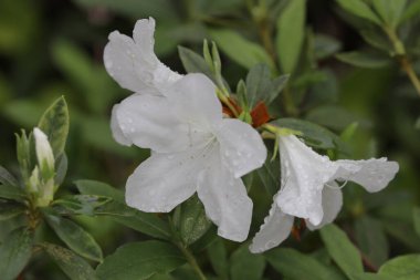 Bahar bahçesinde güzel bir çınar çiçeği.