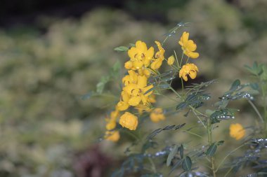 Cassia corymbos, Cassia Corymbosa oder Senna, Nahaufnahme