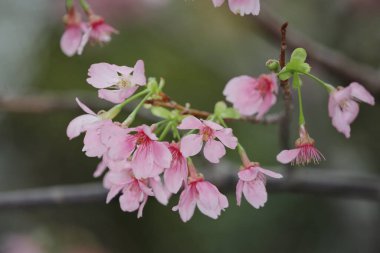 Hong Kong Tko parkında Kiraz Çiçeği 'nin yakın çekimi.