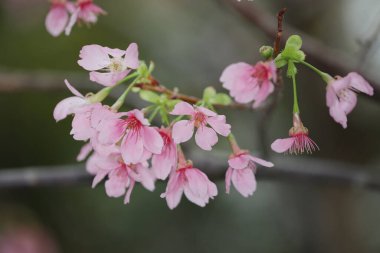 Hong Kong Tko parkında Kiraz Çiçeği 'nin yakın çekimi.