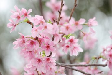 Hong Kong Tko parkında Kiraz Çiçeği 'nin yakın çekimi.