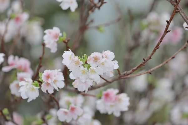Close White Cherry Blossom Hong Kong Tko Park — Stock Photo, Image