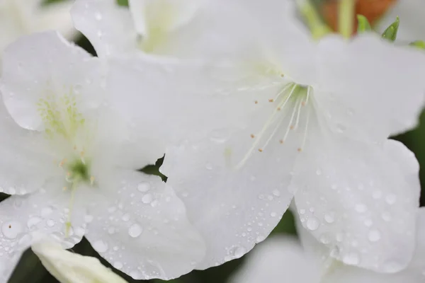 Una Hermosa Flor Rododendro Jardín Primavera —  Fotos de Stock