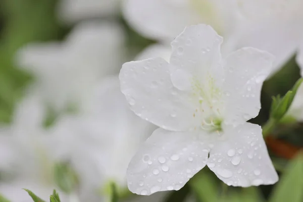 Beautiful Rhododendron Flower Spring Garden — Stock Photo, Image