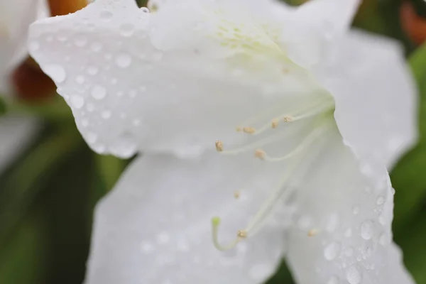 春天花园里的一朵美丽的杜鹃花 — 图库照片
