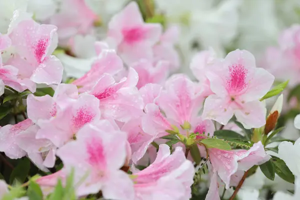 Beautiful Rhododendron Flower Spring Garden — Stock Photo, Image