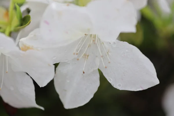 Beautiful Rhododendron Flower Spring Garden — Stock Photo, Image