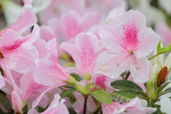 Beautiful Rhododendron Flower Spring Garden — Stock Photo, Image
