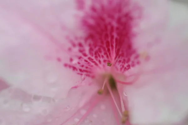 春天花园里的一朵美丽的杜鹃花 — 图库照片