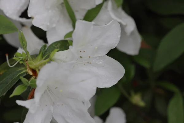 Beautiful Rhododendron Flower Spring Garden — Stock Photo, Image