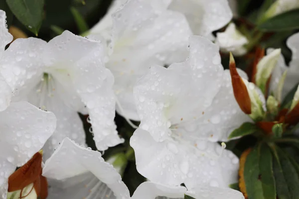 春天花园里的一朵美丽的杜鹃花 — 图库照片