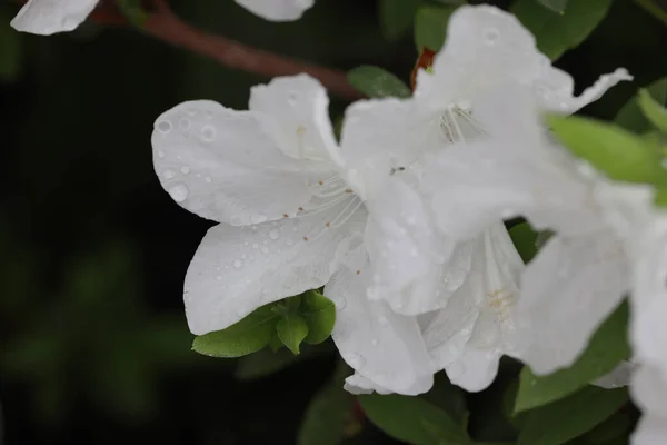 Ένα Όμορφο Λουλούδι Rhododendron Στον Κήπο Άνοιξη — Φωτογραφία Αρχείου