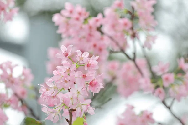 a close up of Cherry Blossom at hong kong tko park