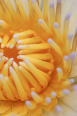 Nilüfer çiçeği ya da Nymphaea Cazibesi yakın çekim