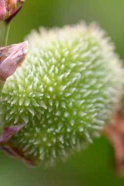 Aslanlar Doğa Eğitim Merkezi 'nin doğa teması