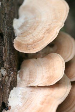 a Close Up Of Mushrooms Growing On Log