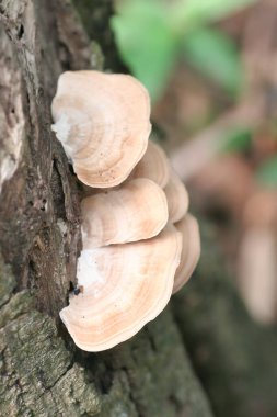 a Close Up Of Mushrooms Growing On Log