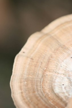 a Close Up Of Mushrooms Growing On Log