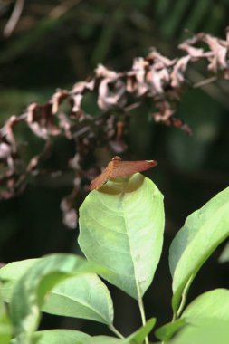 Aslanlar Doğa Eğitim Merkezi 'nin doğa teması