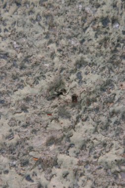  The potting soil or peat is suitable for gardening