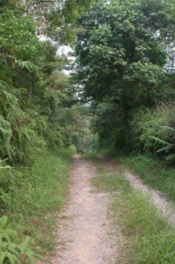 the path at the Tsiu Hang Nature Trail, sai kung