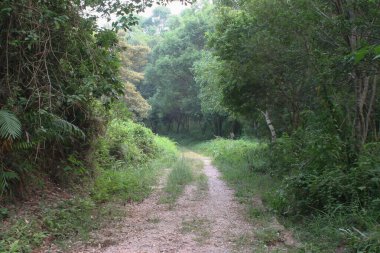 the path at the Tsiu Hang Nature Trail, sai kung