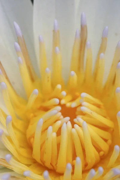 水百合或金银花吸引物的特写 — 图库照片