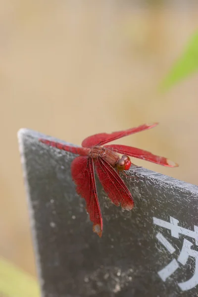 Scarlet Dragonfly Perched Grass Enlightened Evening Sun — Stock Photo, Image