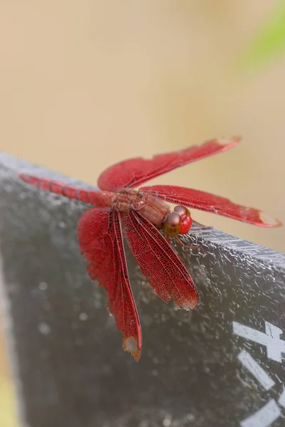 Libélula Escarlate Empoleirada Grama Iluminada Pelo Sol Noite — Fotografia de Stock