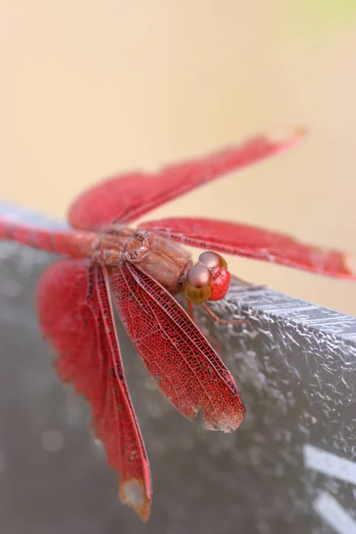 Libélula Escarlate Empoleirada Grama Iluminada Pelo Sol Noite — Fotografia de Stock