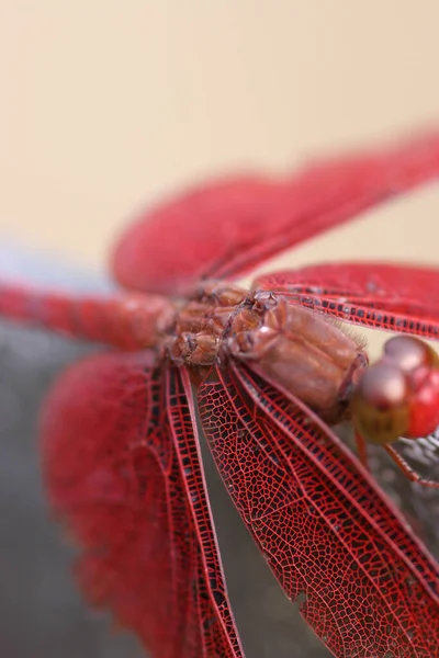 Libélula Escarlate Empoleirada Grama Iluminada Pelo Sol Noite — Fotografia de Stock