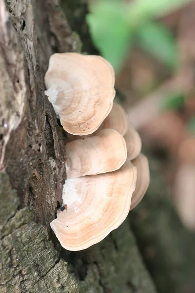 Close Mushrooms Growing Log — Foto de Stock